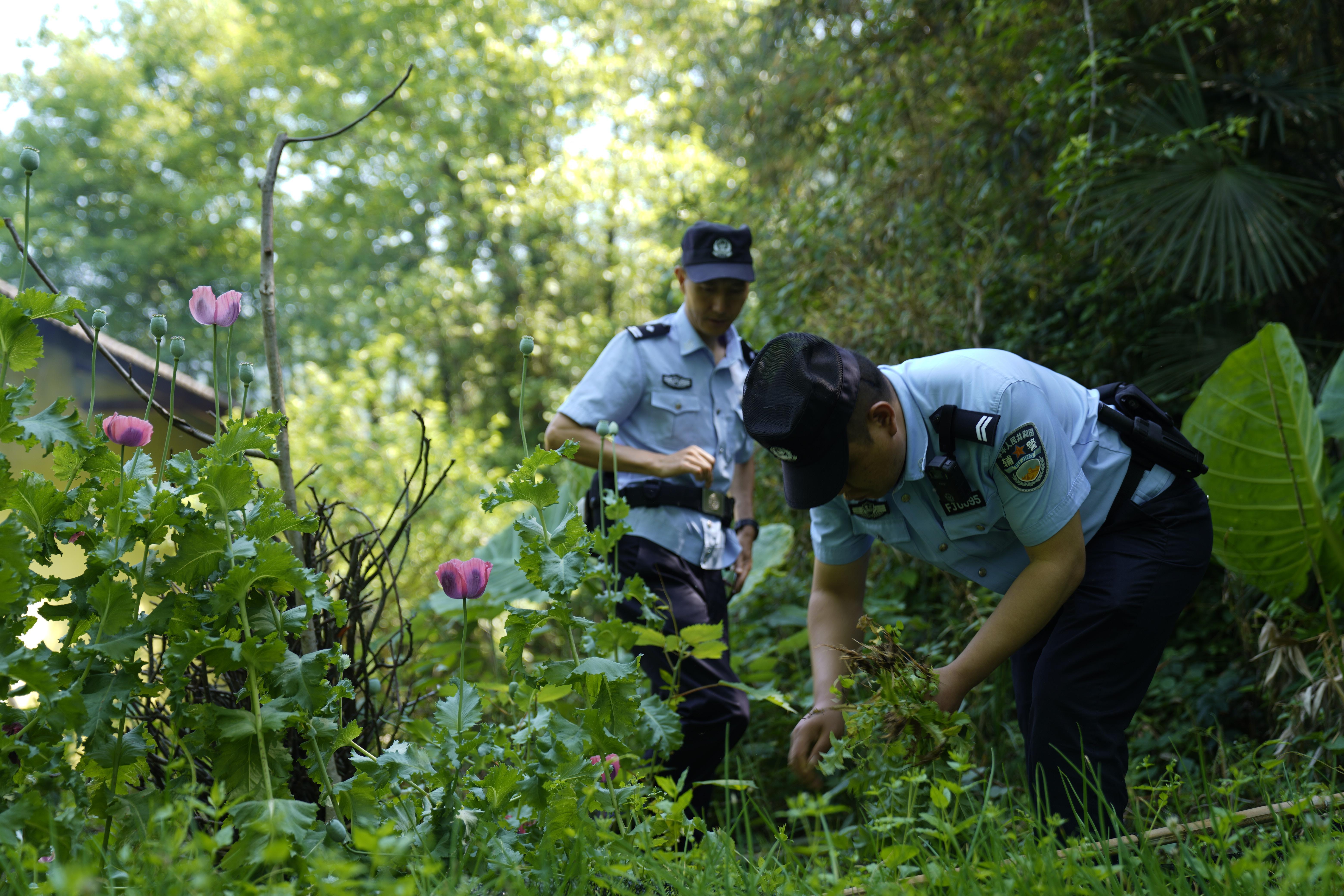 種一株也違法！湖北今年已有21人因種罌粟被刑事打擊